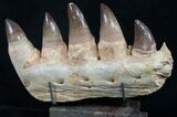Large Mosasaurus Jaw Section On Stand - A Real One! #8970-2
